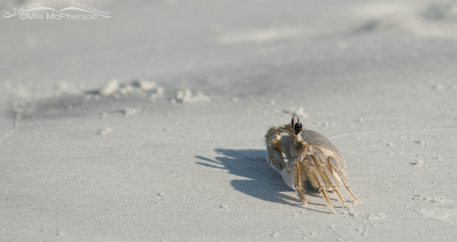 Ghost Crab on a sandy beach