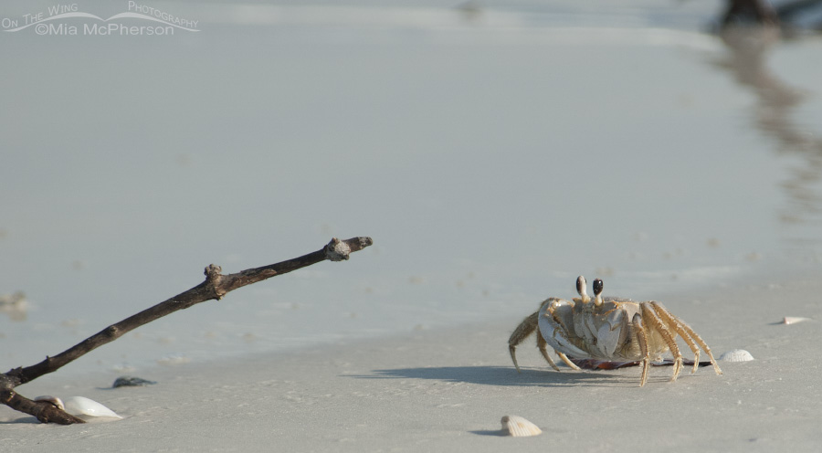 Ghost Crab at the water's edge