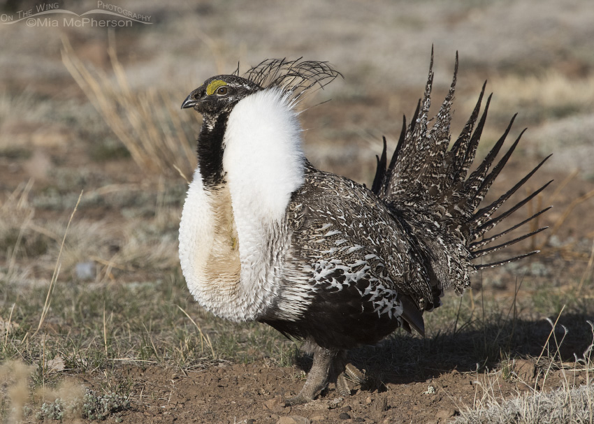 A Greater Sage-Grouse displaying on a Utah lek