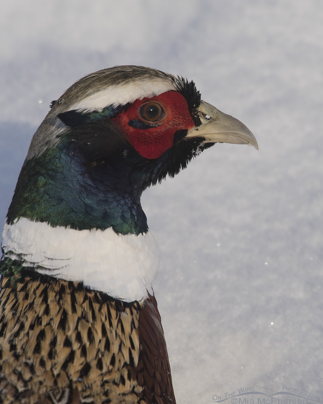 Ring-necked Pheasant Images