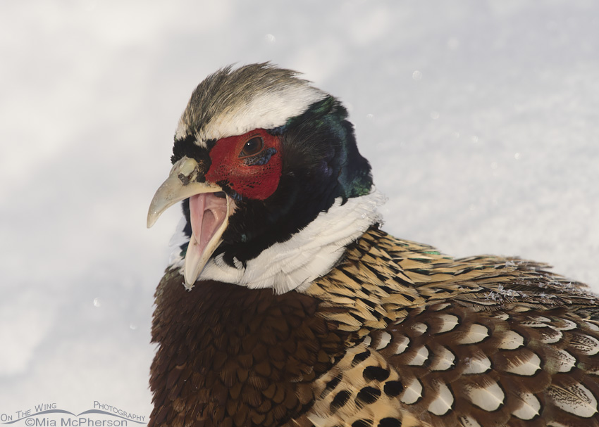 Ring-necked Pheasant yawning
