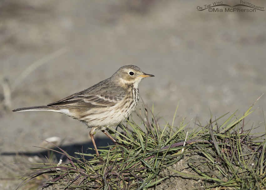 An American Pipit on a tuft of grass