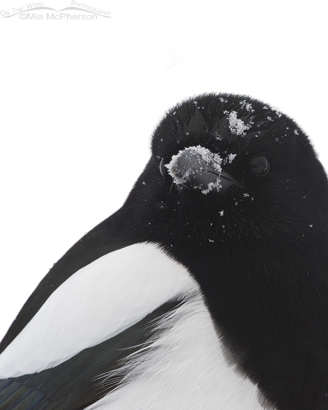 Portrait of a Black-billed Magpie in a Snowstorm