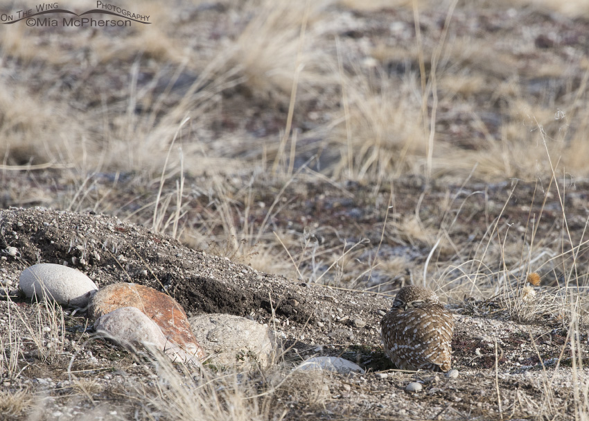 An adult Burrowing Owl at its burrow in winter