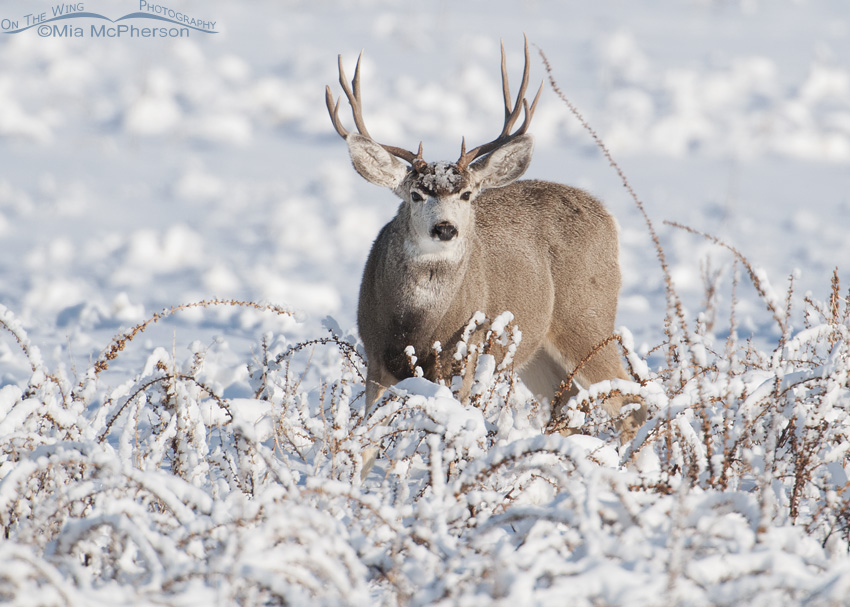Mule Deer buck in snow