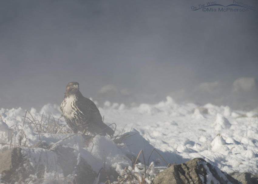 Juvenile Red-tailed Hawk in steam from the hot springs