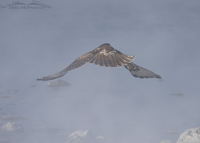 Juvenile Red-tailed Hawk flying over a hot spring