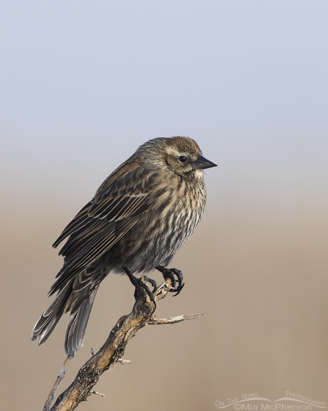 A Red-winged Blackbird female on a January Morning