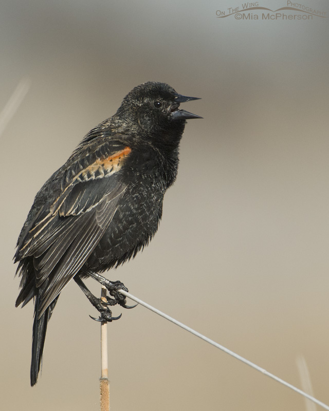 Young Red-winged Blackbird male singing