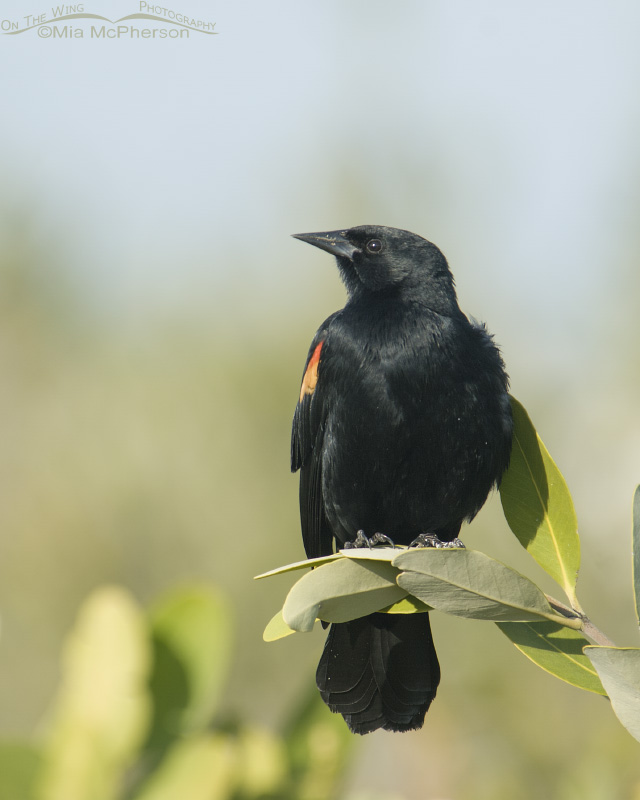 Red-winged Blackbird in profile
