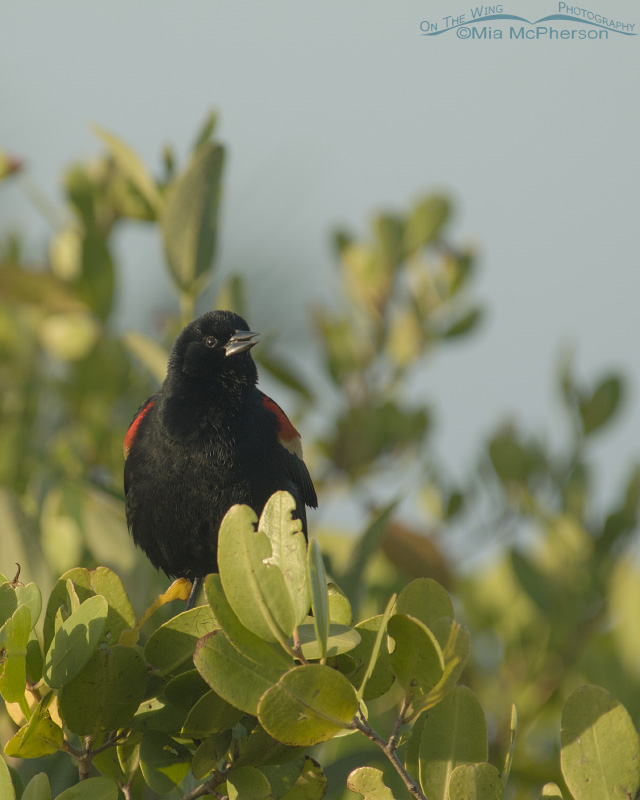 Male Red-winged Blackbird in early morning light