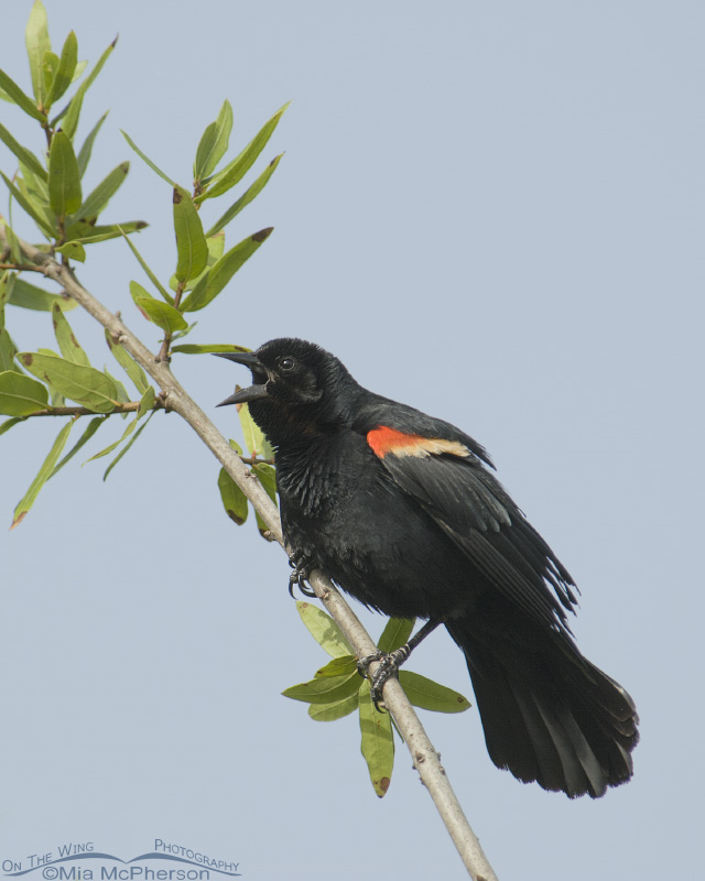 Red-winged Blackbird singing at a wetland