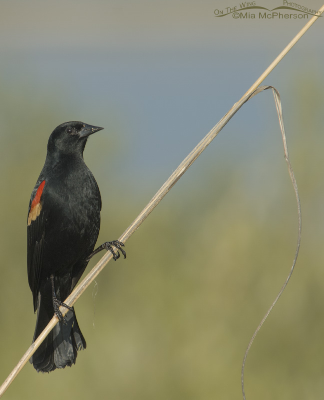 Male Red-winged Blackbird on a Sea Oat stalk