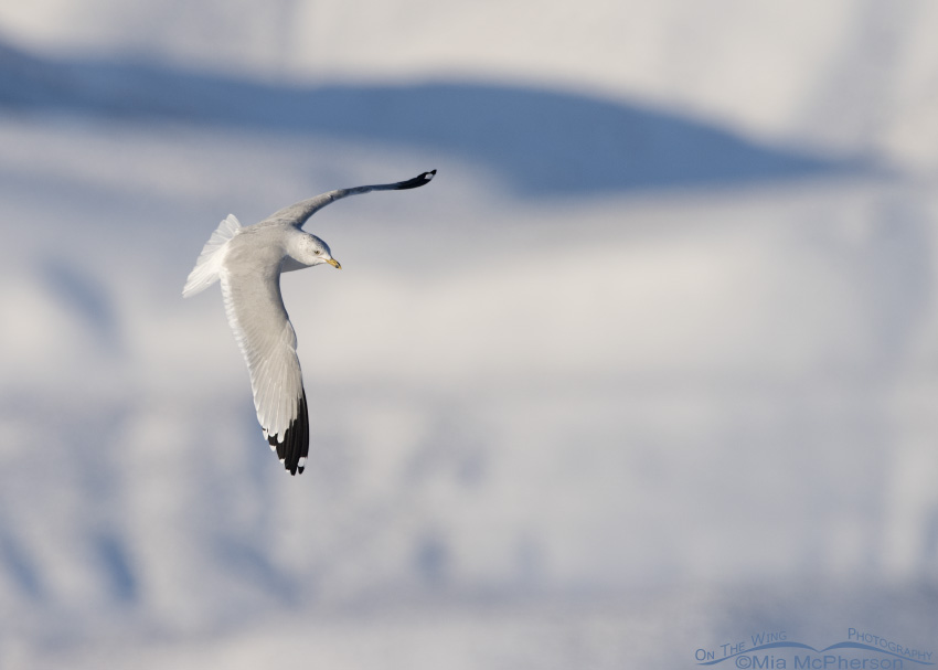 Ring-billed Gull and snow covered mountains