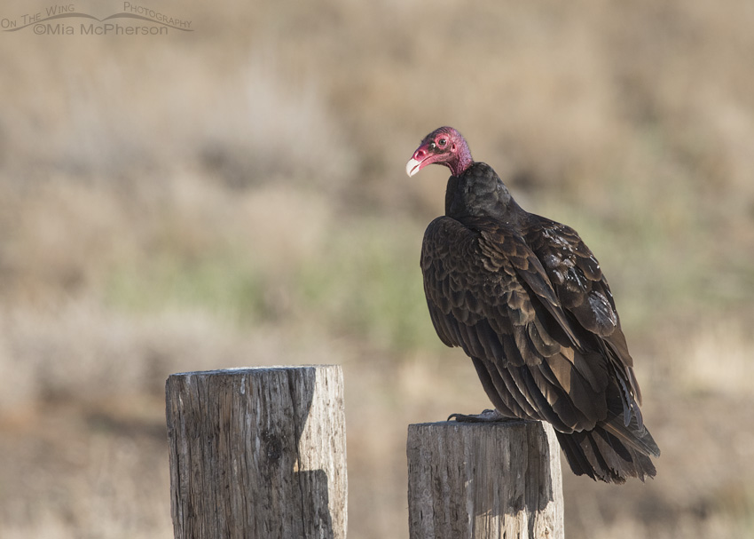 An adult Turkey Vulture in Box Elder County