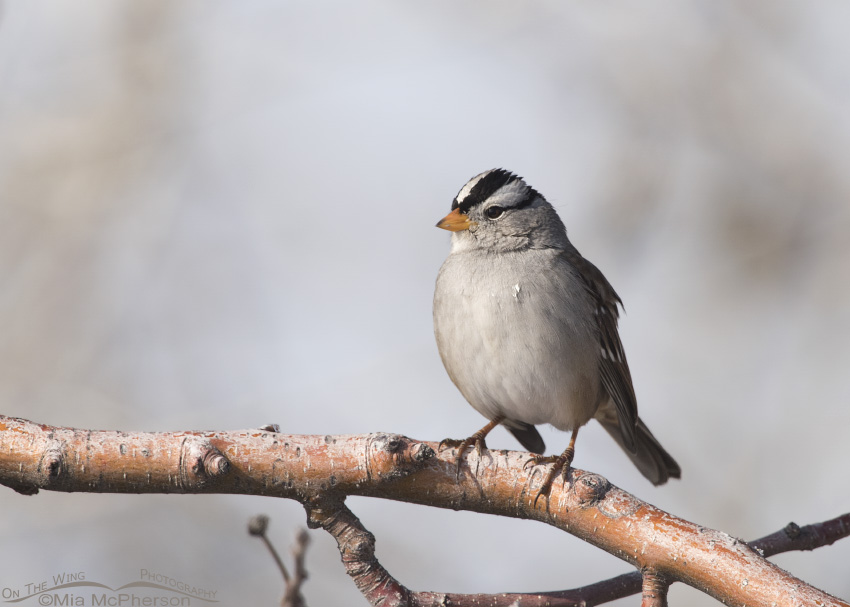 An adult White-crowned Sparrow on a branch