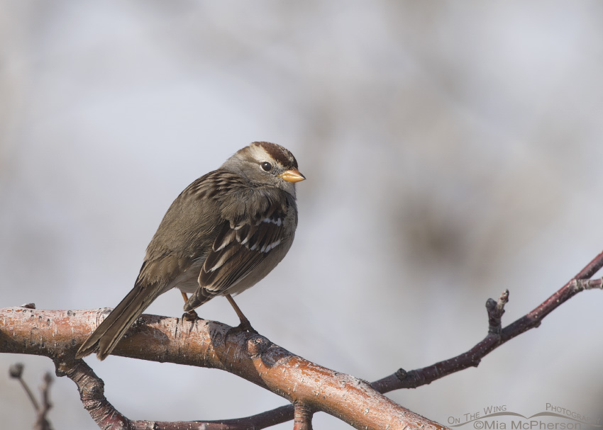 Juvenile White-crowned Sparrow on a branch