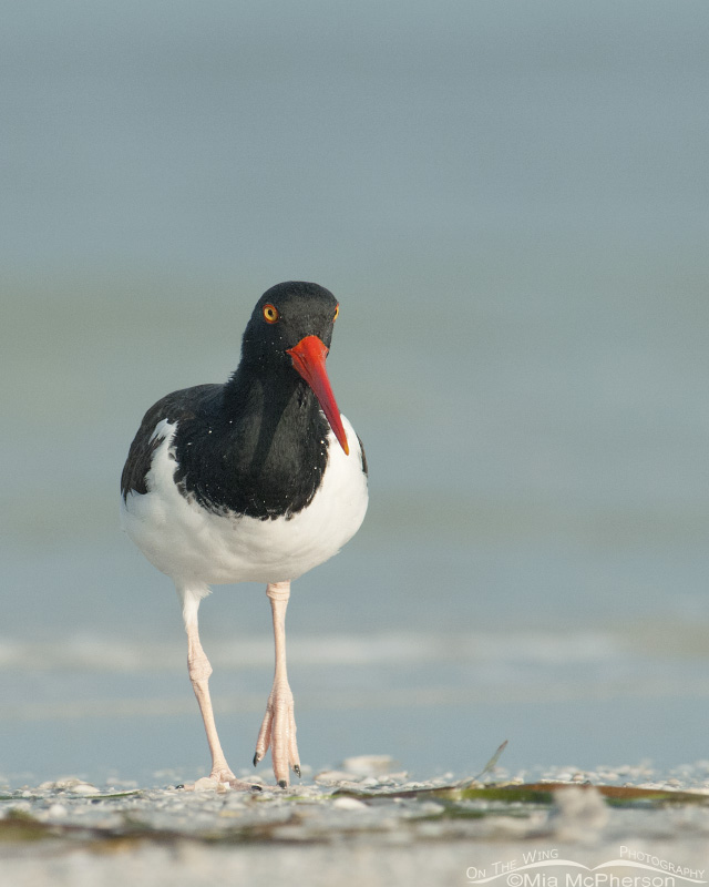 An American Oystercatcher adult at the edge of the Gulf