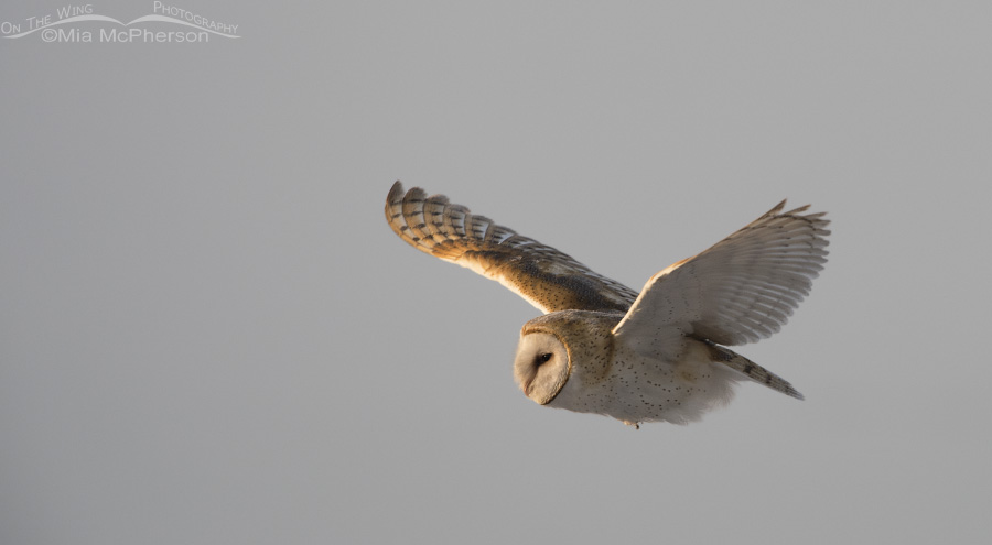 Barn Owl flying east along the causeway