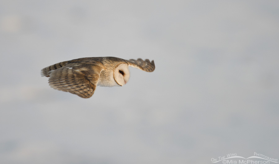 Barn Owl flying over a snow covered mudflat
