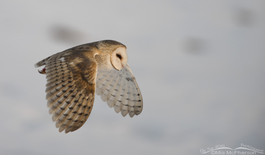 Flying Barn Owl on a February morning