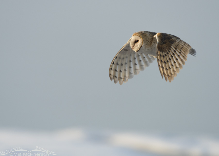 Barn Owl flying with snow on the ground