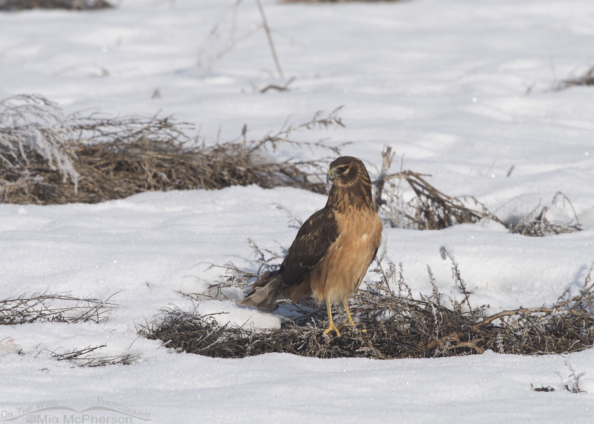 Juvenile female Northern Harrier in a field of snow