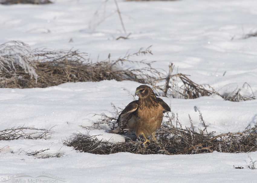 Juvenile female Northern Harrier about to lift off from the snow