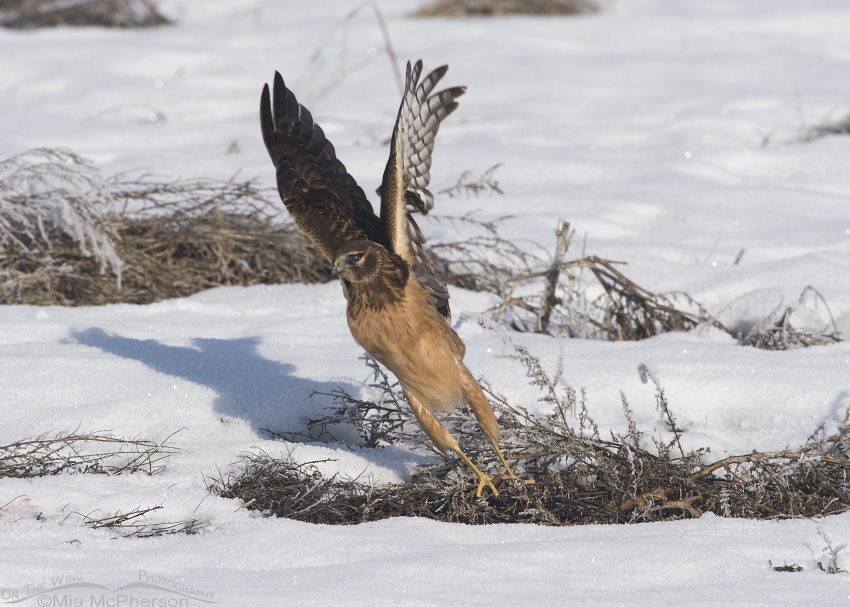 Juvenile female Northern Harrier lifting off from a snowy field