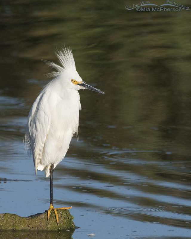 Resting Snowy Egret with its crest plumes raised