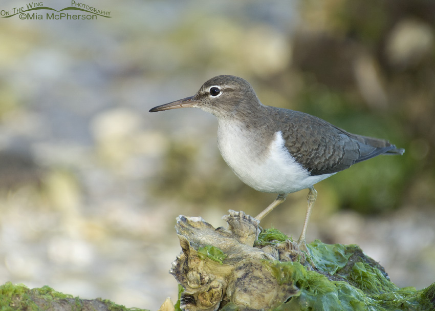 Spotted Sandpiper on an exposed Oyster bed, Fort De Soto County Park, Pinellas County, Florida