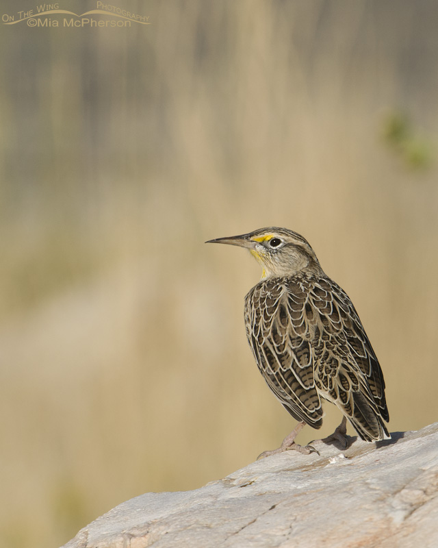 Western Meadowlark perched on a rock