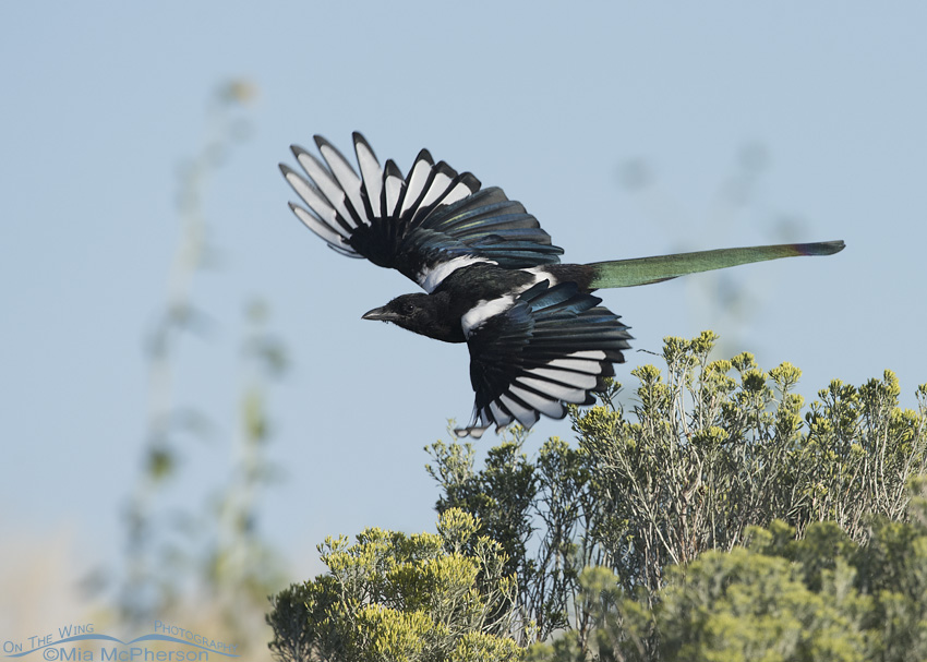 Immature Black-billed Magpie in flight