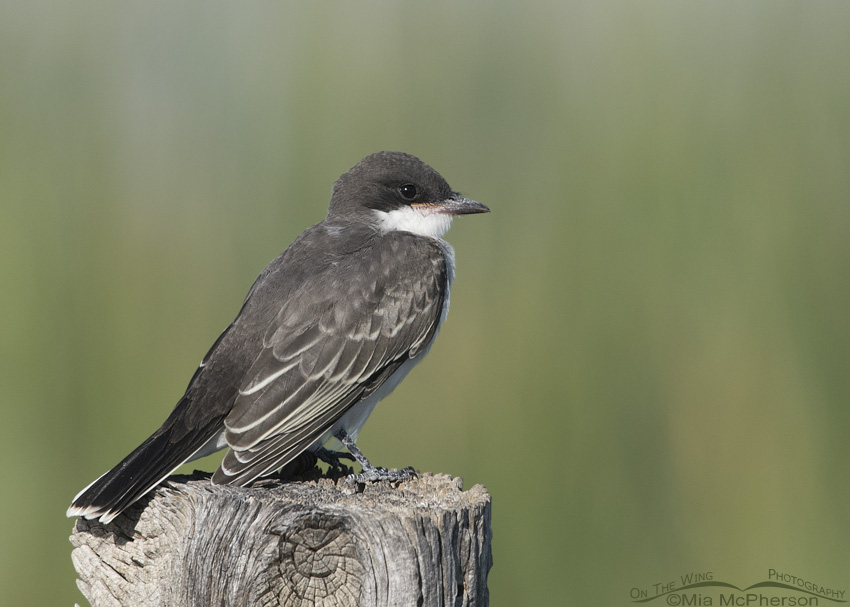 Juvenile Eastern Kingbird perched on a fence post