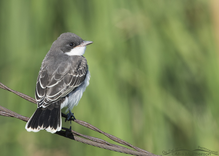 Juvenile Eastern Kingbird perched on wires