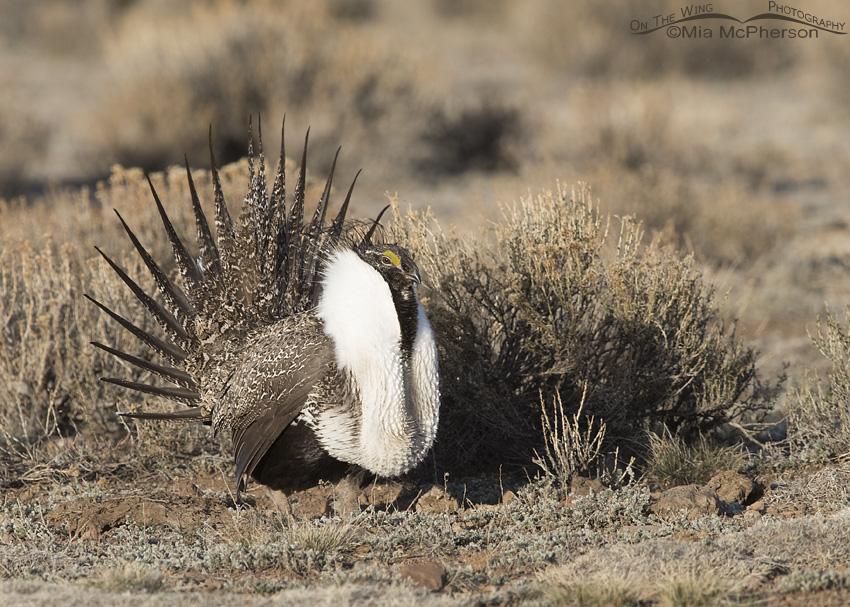Greater Sage-Grouse male waiting for a chance to mate