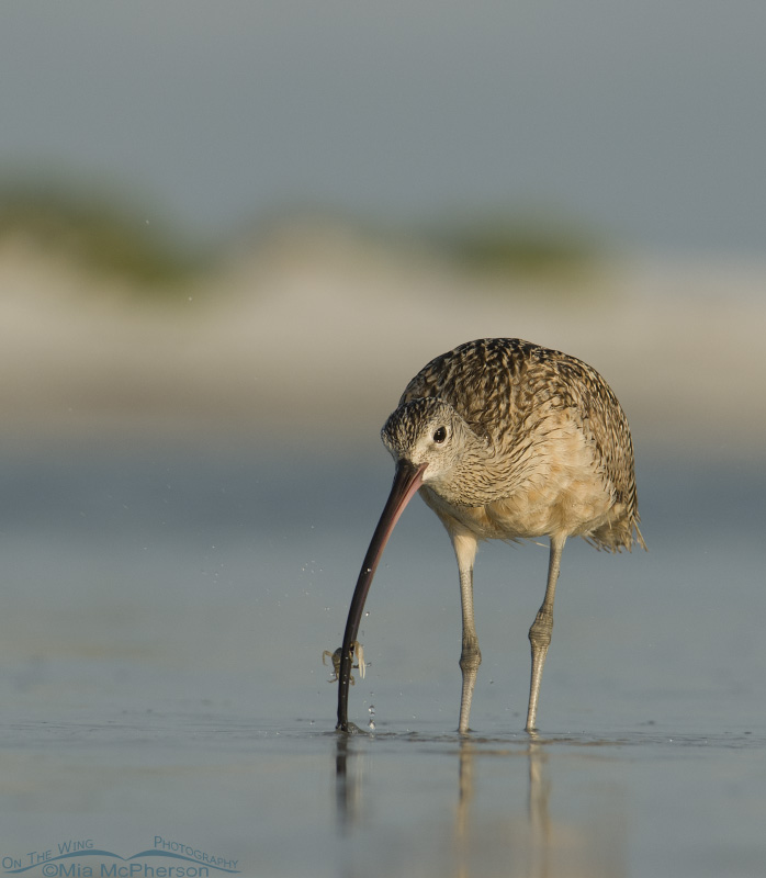 Long-billed Curlew with a small crab