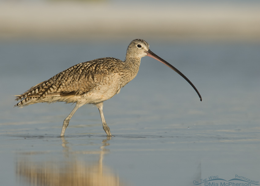 Long-billed Curlew walking in a shallow lagoon