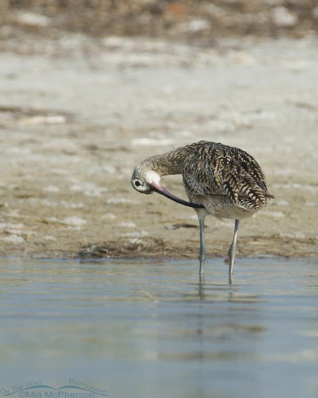 Long-billed Curlew with its head upside down
