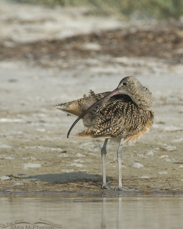 A Long-billed Curlew rubbing its uropygial gland