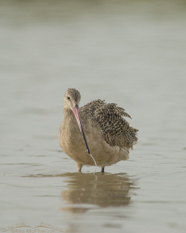 Marbled Godwit preening in a tidal pool