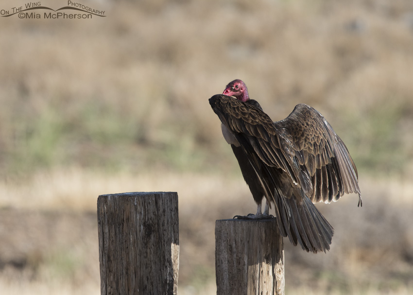 Turkey Vultures are Nature's Clean Up Crew - Mia McPherson's On The Wing  Photography