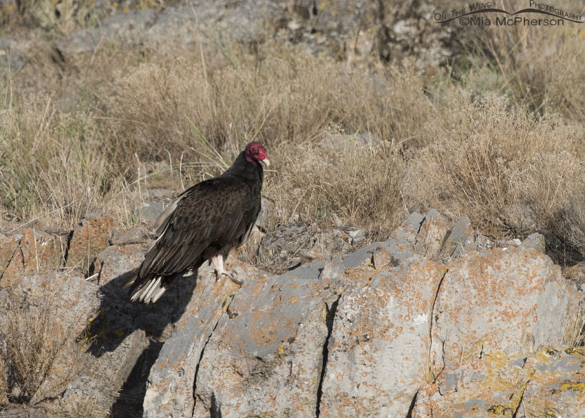 Turkey Vulture near the Promontory Mountains