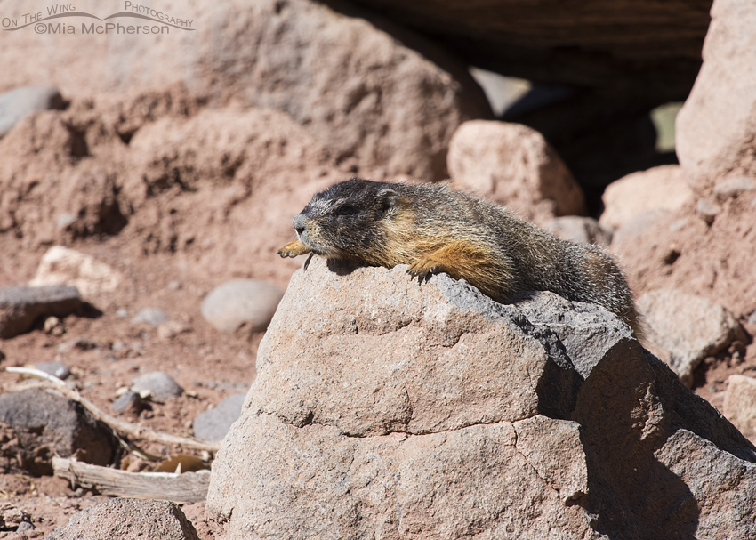 Yellow-bellied Marmot warming up on a boulder