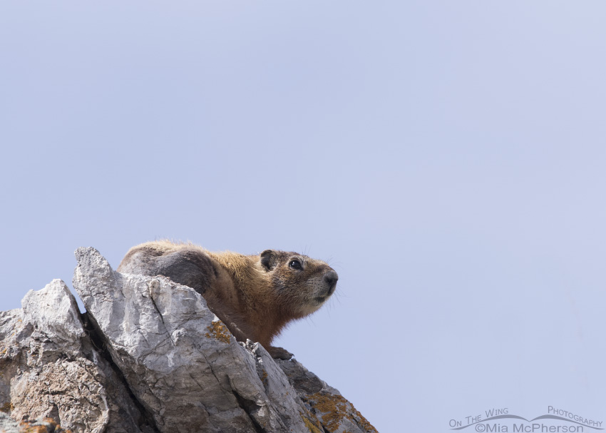 Box Elder County Yellow-bellied Marmot