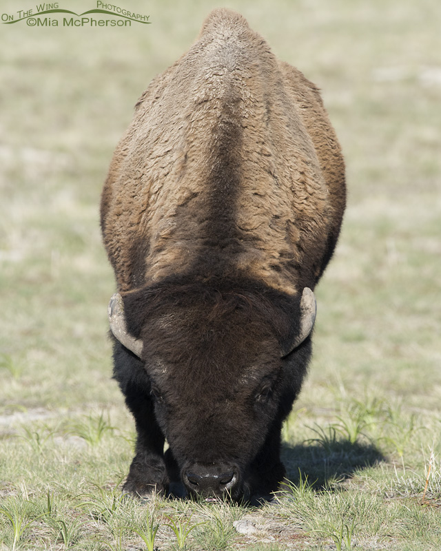 Springtime Bison bull head on