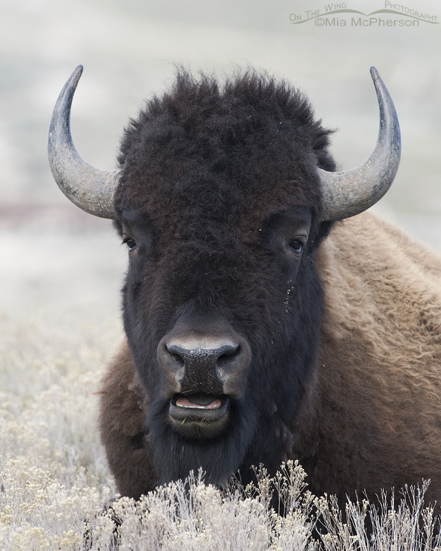 American Bison bull low light portrait