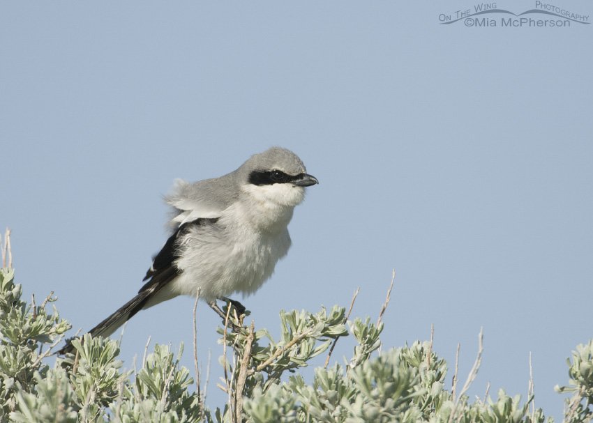 Shaking Loggerhead Shrike