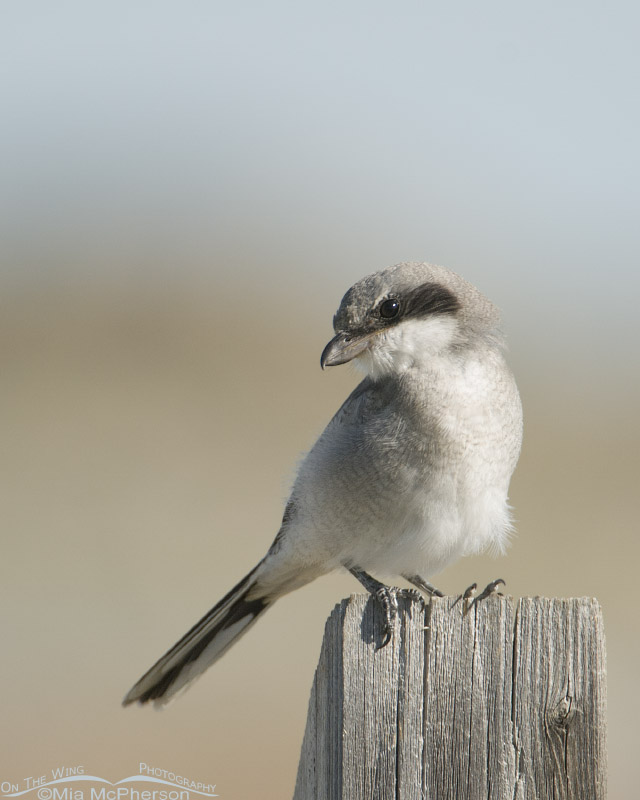 Juvenile Loggerhead Shrike on a post