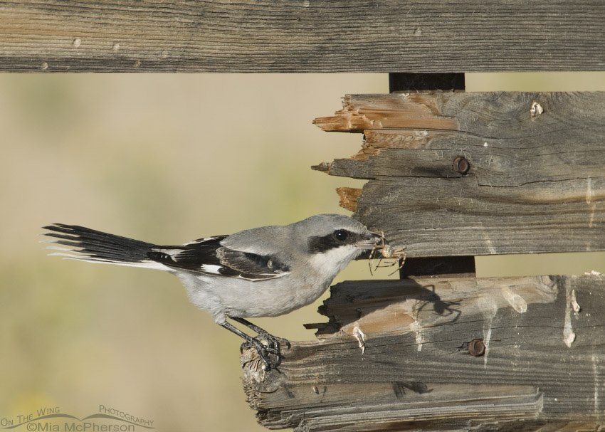 Loggerhead Shrike juvenile with a spider